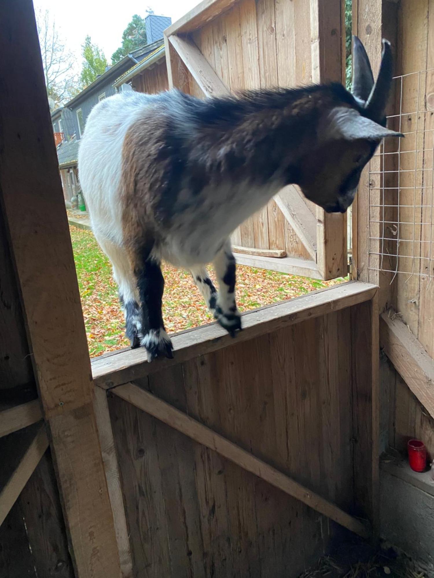 Ferienwohnung Auf Einem Resthof Zentral Gelegen Mit Viel Natur Und Tieren Rendswuhren Zewnętrze zdjęcie